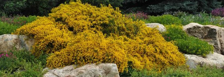 Gelber Ginster auf Steinen
